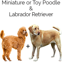 Miniature Labradoodle Dog